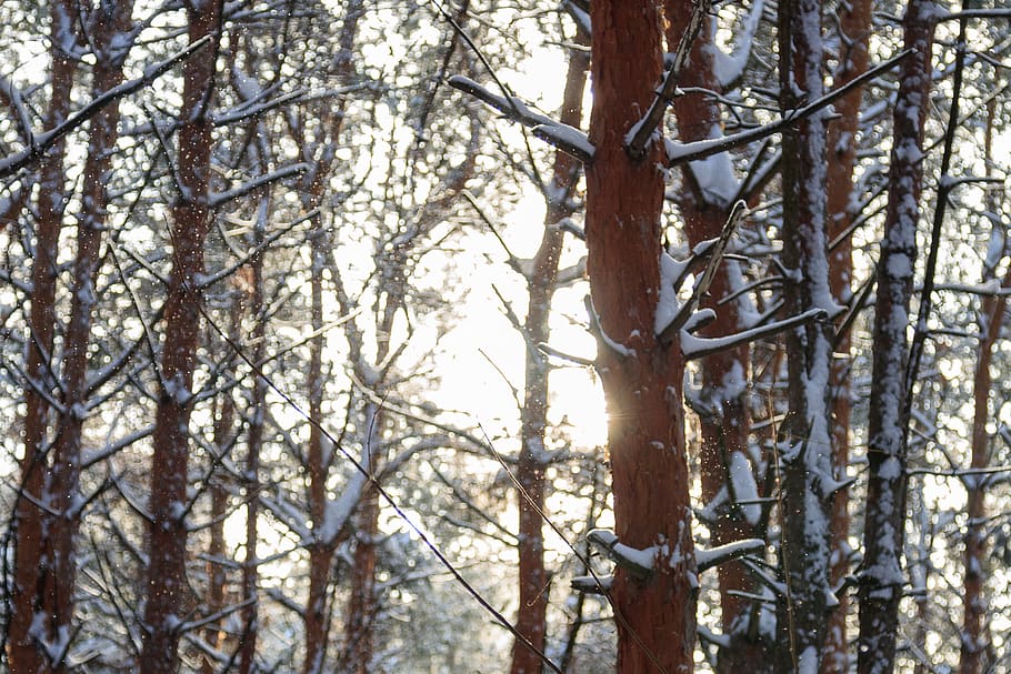 forest, snow, tree, plant, branch, nature, tranquility, trunk HD wallpaper
