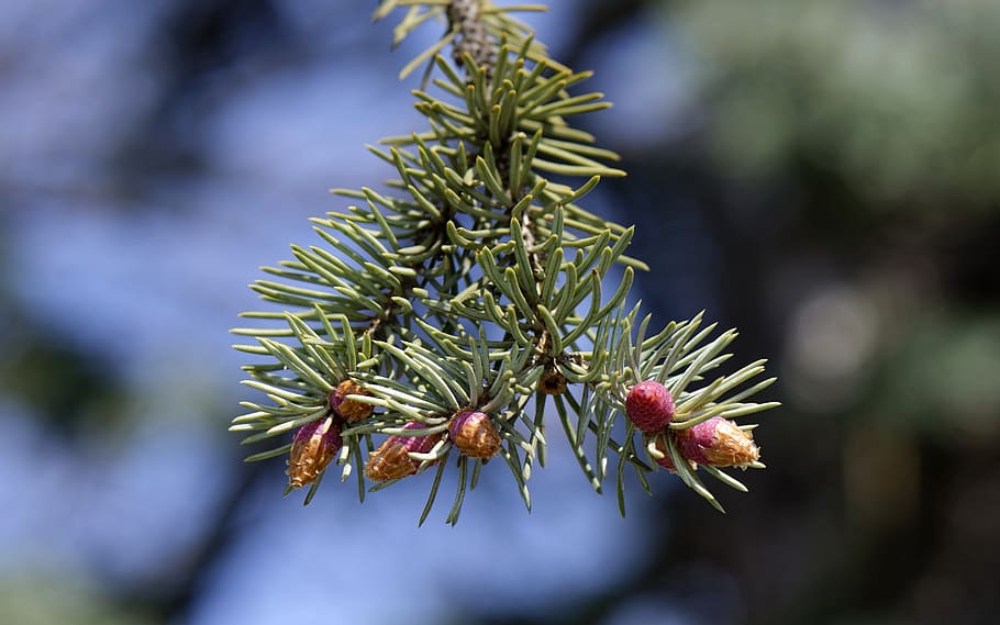 conifer, cones, blooming, spring, branch, green, tree, nature HD wallpaper
