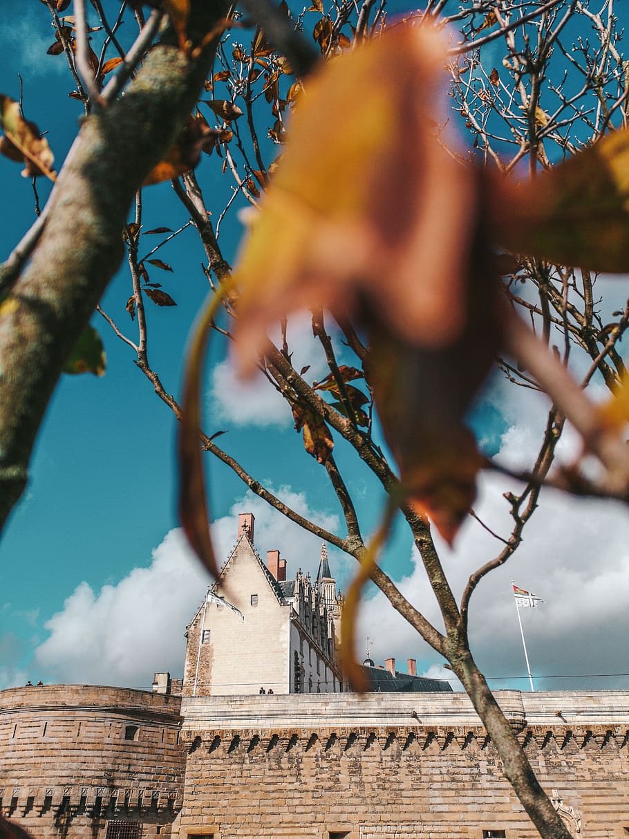 architecture, building, dome, plant, tree, steeple, tower, spire HD wallpaper