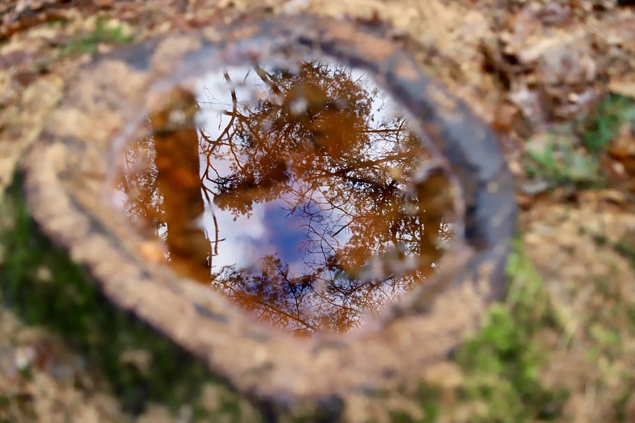 netherlands, holten, reflection, trees, nature, selective focus HD wallpaper