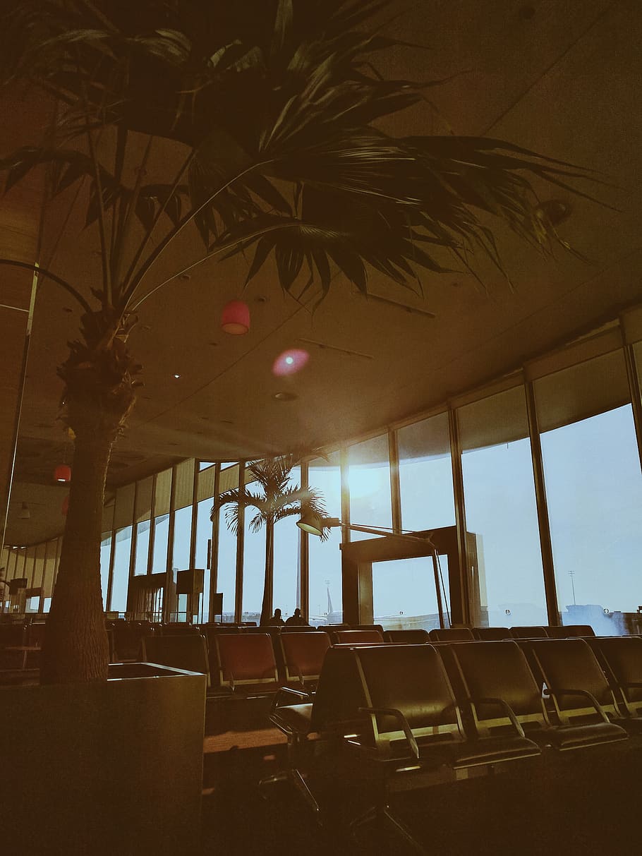 france, paris, palm tree, architecture, indoors, no people HD wallpaper