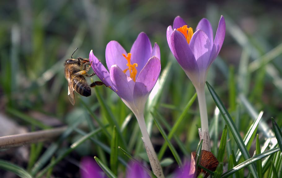 crocus, early bloomer, spring, spring flower, nature, garden HD wallpaper