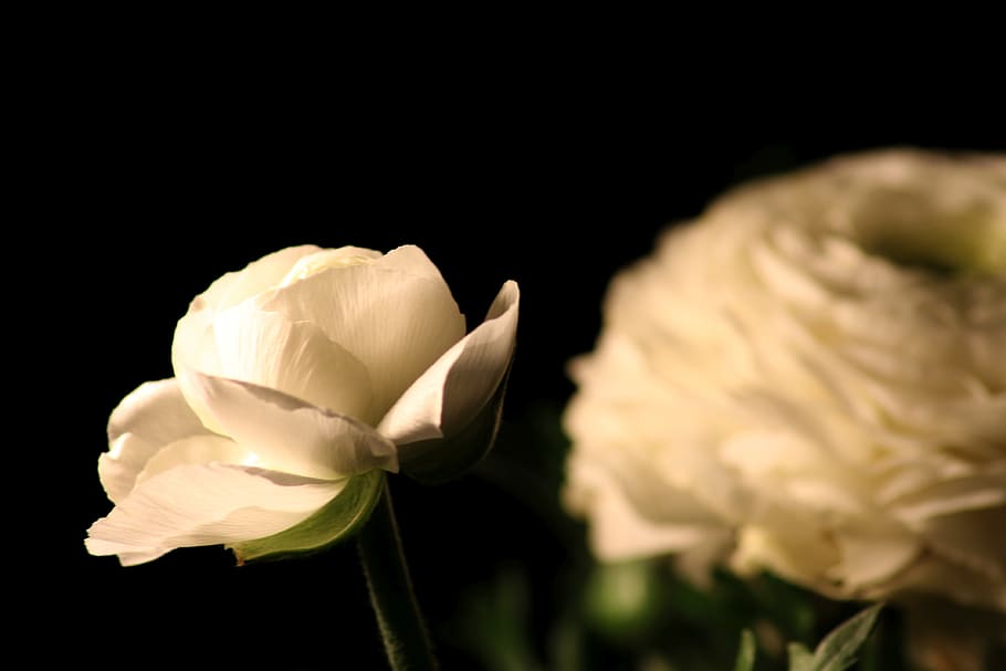 ranunculus, flowers, macro, spring, spring flower, close up HD wallpaper