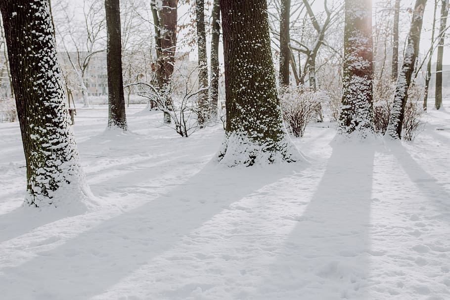 Wintery Park, white, clean, outdoor, trees, cold, snow, snowy HD wallpaper
