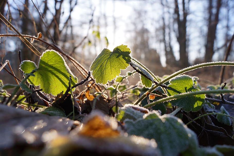 forest, winter, leaf, snow, cold, ground, sun, light, plant HD wallpaper