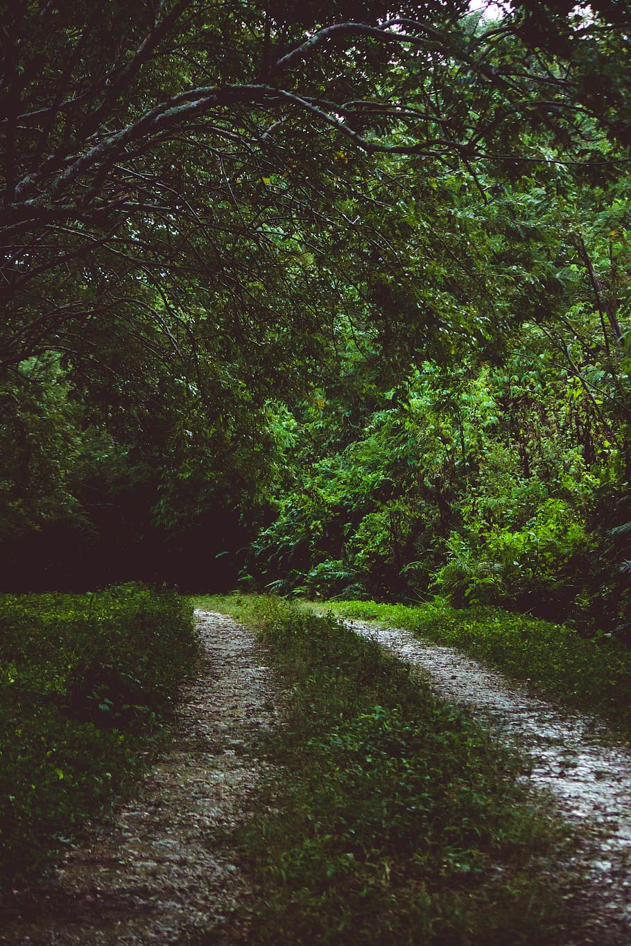 pathway between green trees, plant, direction, the way forward HD wallpaper