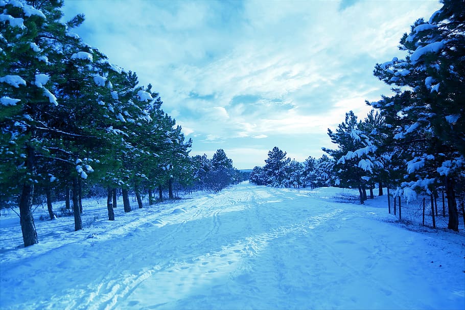 snow, winter, cold, forest, road, nature, landscape, clouds HD wallpaper