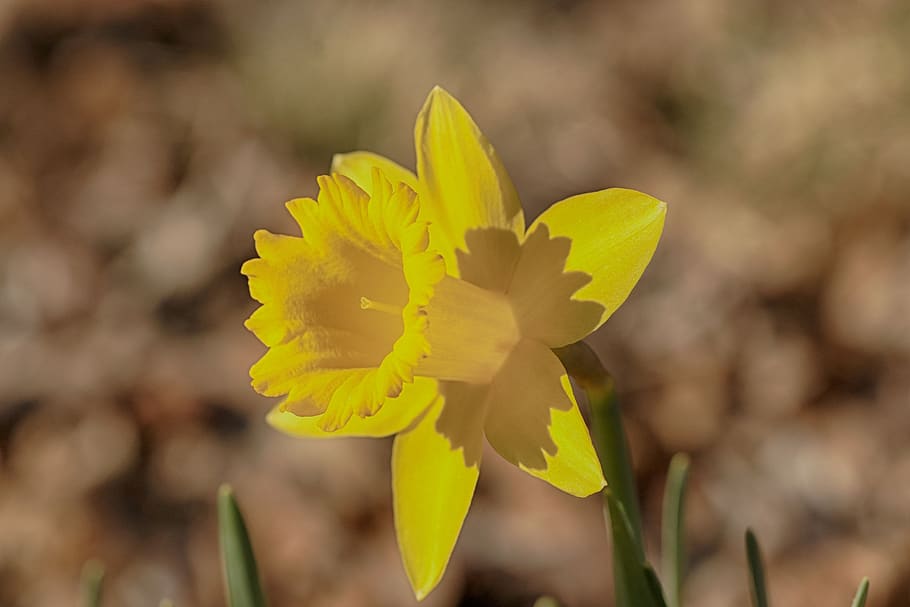 daffodil, flower, spring, nature, flowering plant, yellow, freshness HD wallpaper
