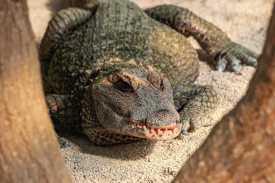 crocodile, tooth, reptile, predator, animal, dangerous, zoo HD wallpaper