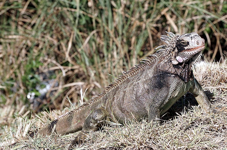 brown iguana, reptile, lizard, nature, animal, animal themes HD wallpaper