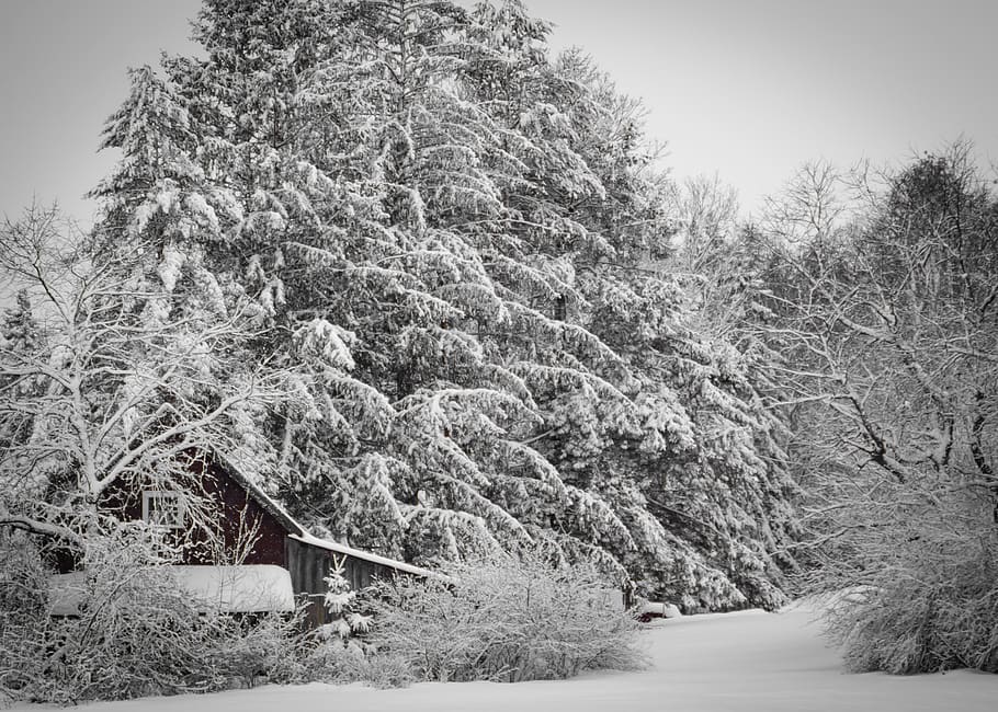 tree covered with snow, plant, winter, cold temperature, nature HD wallpaper