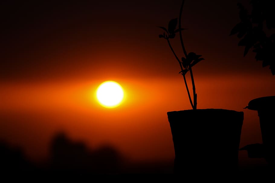 sunset, plant, grass, nature, sky, summer, mood, backlighting HD wallpaper