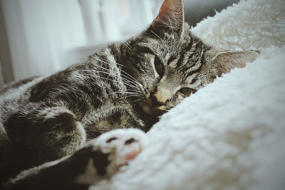 eyes, brown, white, tired, sleeping, cat, domestic cat, feline HD wallpaper