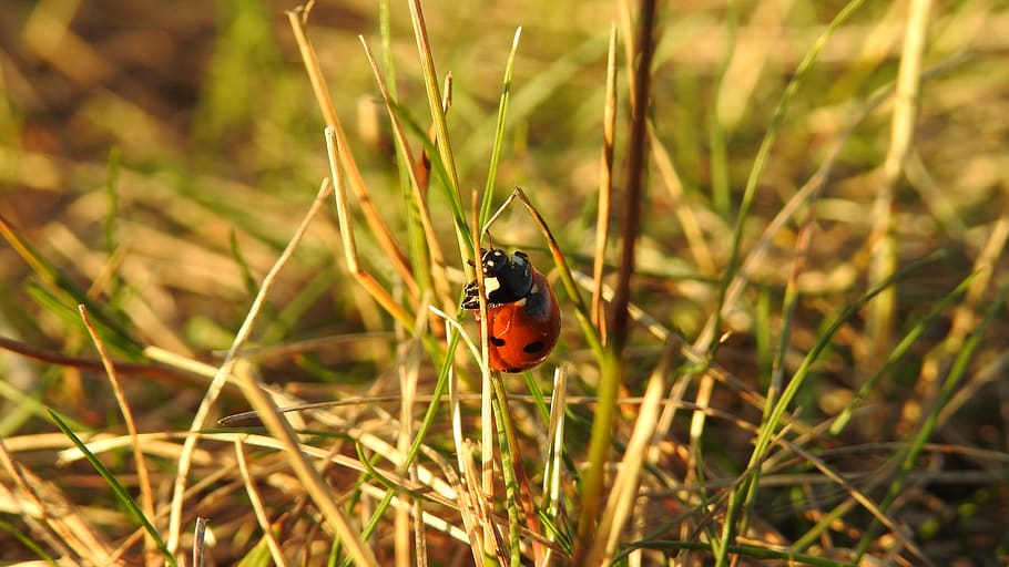 ladybug, nature, grass, insect, macro, spring, plants, animal themes HD wallpaper