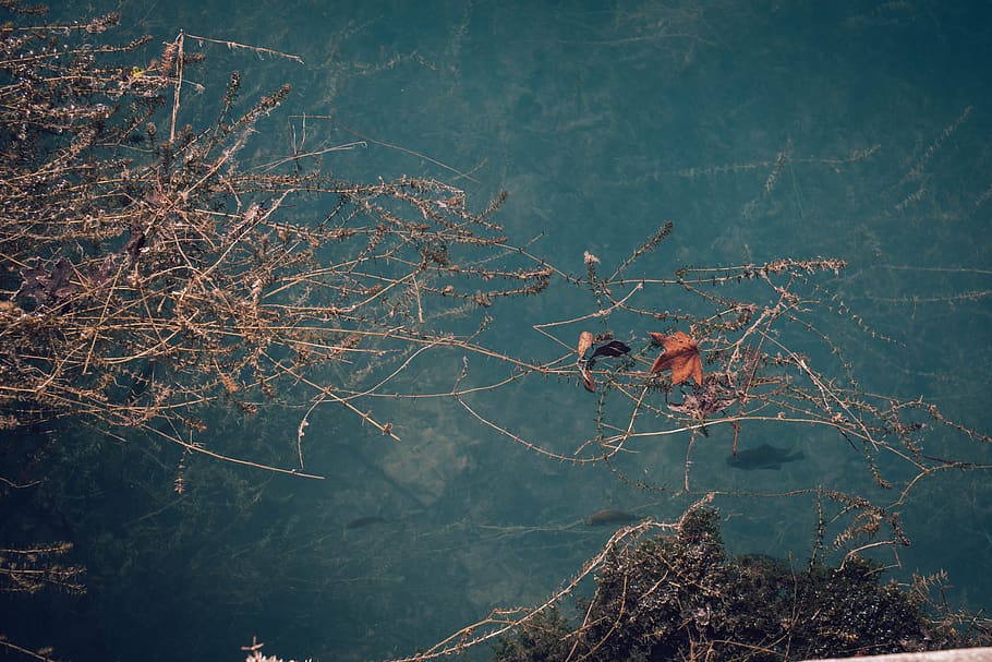 brown trees, outdoors, nature, scenery, landscape, bird, animal HD wallpaper