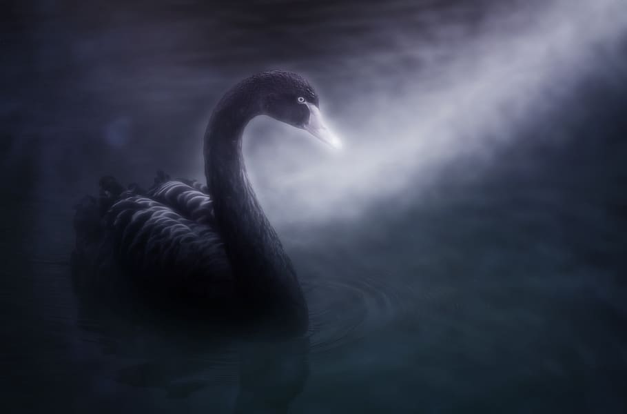 HD wallpaper: swan, black swan, mourning swan, swim, elegant, trauerkarte |  Wallpaper Flare