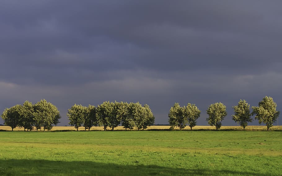 nature, landscape, sky, tree, plant, green color, grass, environment HD wallpaper