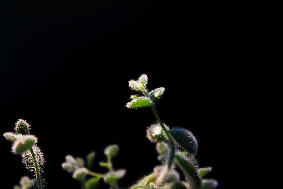 plant, green, black, cactus, leaf, hair, succulent, black background HD wallpaper
