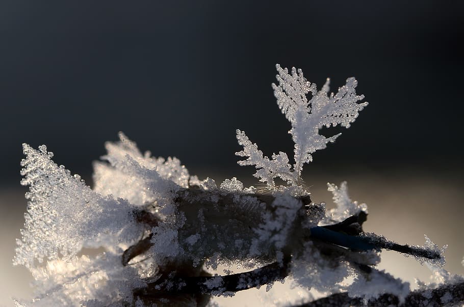 frozen, flower, snow, winter, icicles, frost, cold temperature HD wallpaper