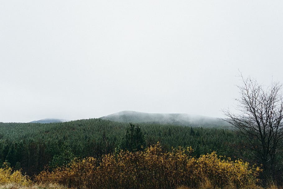 Mountains Surrounded by Fogs, forest, tree, plant, beauty in nature HD wallpaper