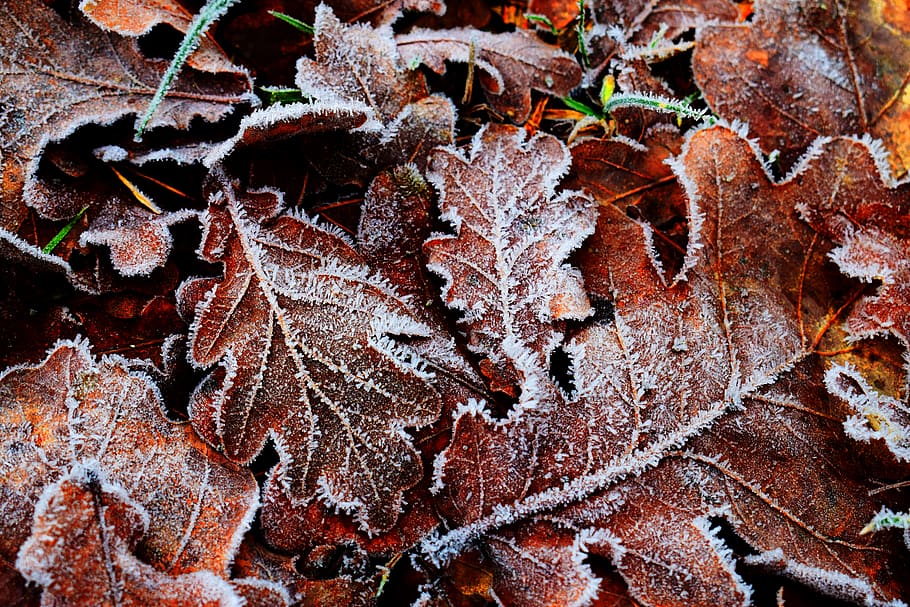 dried leaves, nature, outdoors, ice, snow, frost, forest, leaf HD wallpaper