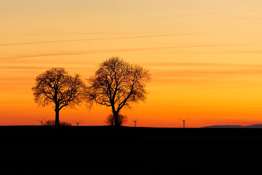 tree, afterglow, twilight, sunset, nature, scenic, red, silhouette HD wallpaper
