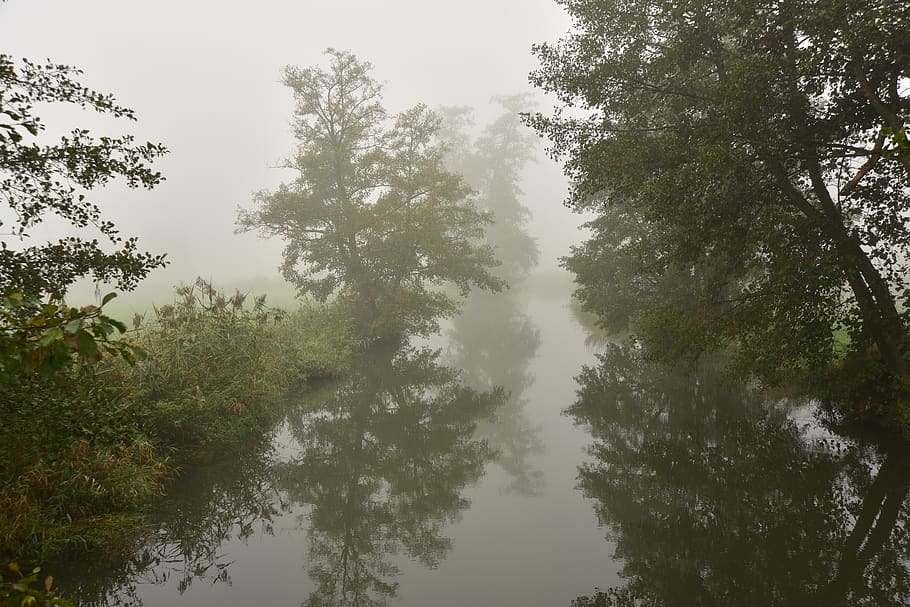 fog, river, bach, landscape, trueb, autumn, dark, trees, water HD wallpaper