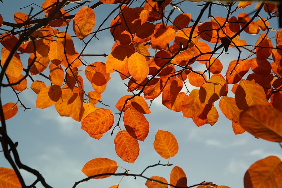 Orange Leaves during Daylight, branches, nature, tree, autumn HD wallpaper
