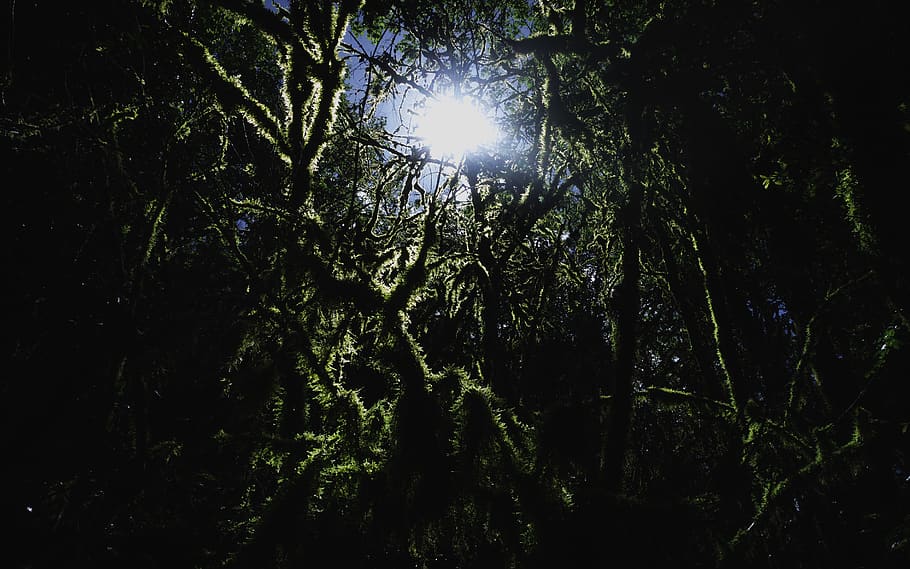 light, flare, sunlight, nature, france, savoie, tree, outdoors HD wallpaper