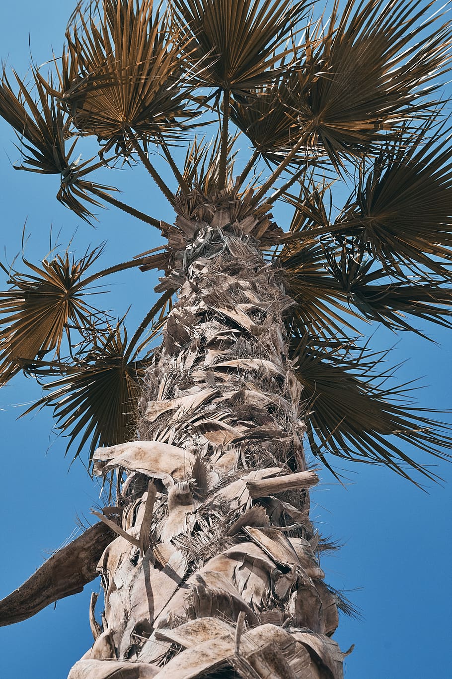 tree, plant, palm tree, arecaceae, summer, chill, wanderlust HD wallpaper