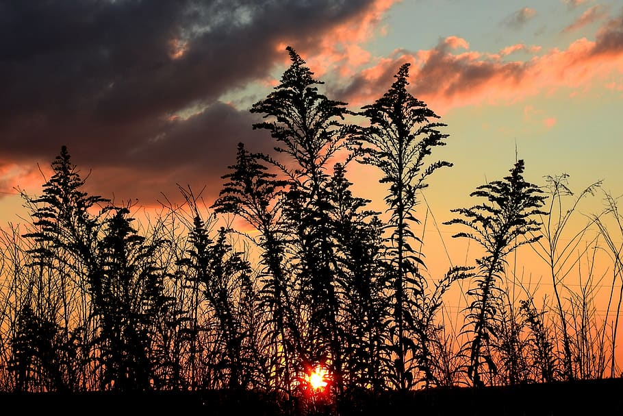 sunset, meadow, landscape, figure, beautiful, sky, tree, beauty in nature HD wallpaper
