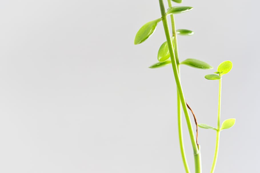 plant, growth, leaf, plant part, green color, studio shot, nature HD wallpaper