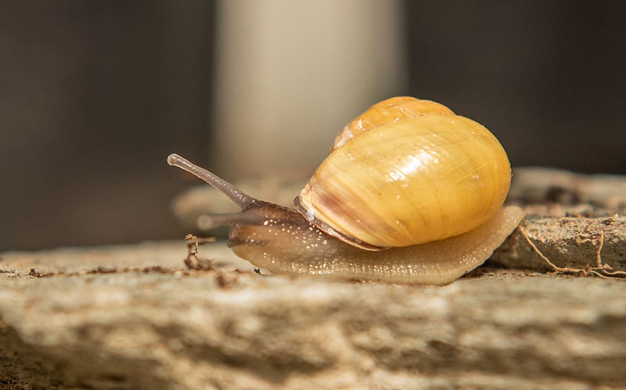 snails, shell, mollusk, spiral, slimy, nature, animal, crawl HD wallpaper