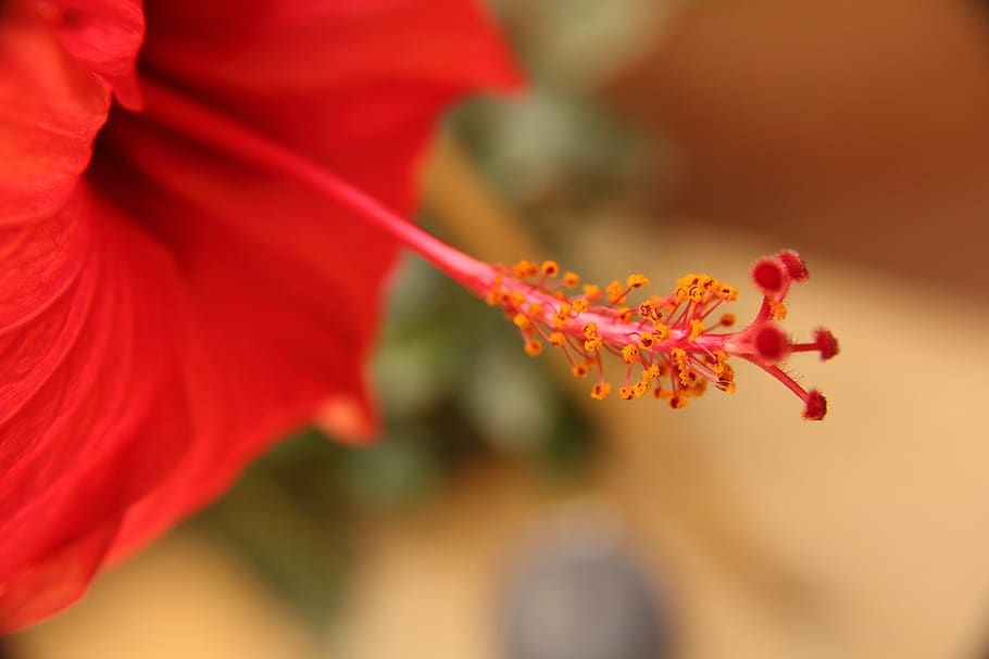 red flower, stigma, pollen tube, petal, close-up, flowering plant, HD wallpaper