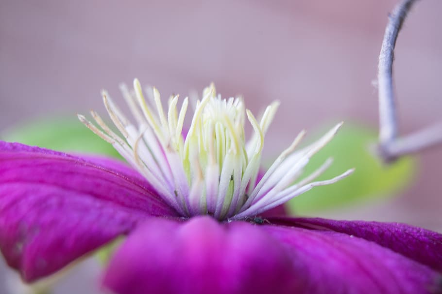 flower, purple, nature, vegetable, violet, petals, flowering plant HD wallpaper