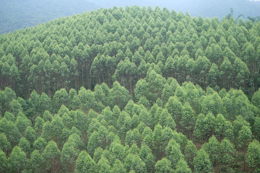 china, shaoguan, trees, forest, green, plant, growth, green color HD wallpaper
