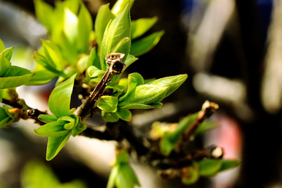 spring, lilac, macro, closeup, plant part, leaf, animal wildlife HD wallpaper