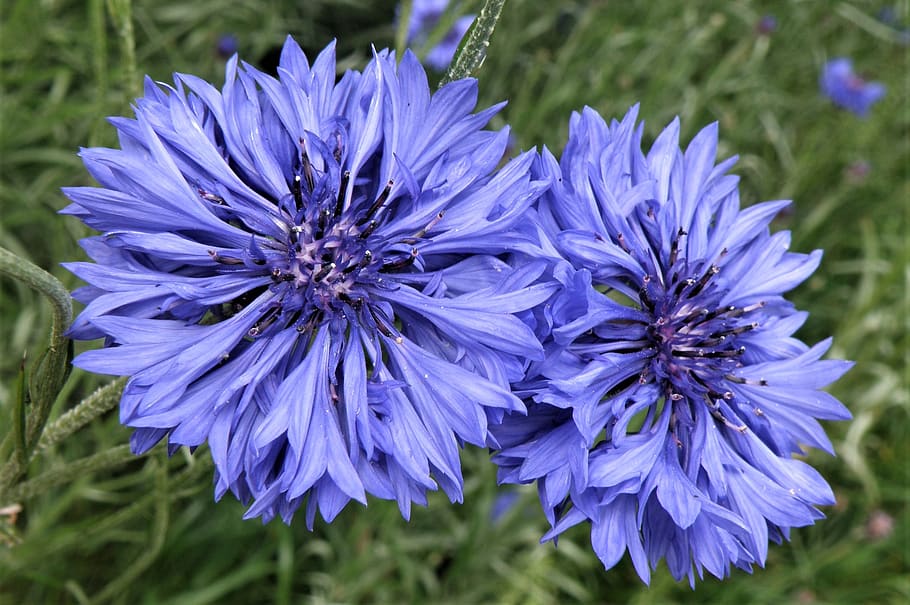 flower, nature, summer, flora, garden, petal, blooming, flowering plant HD wallpaper