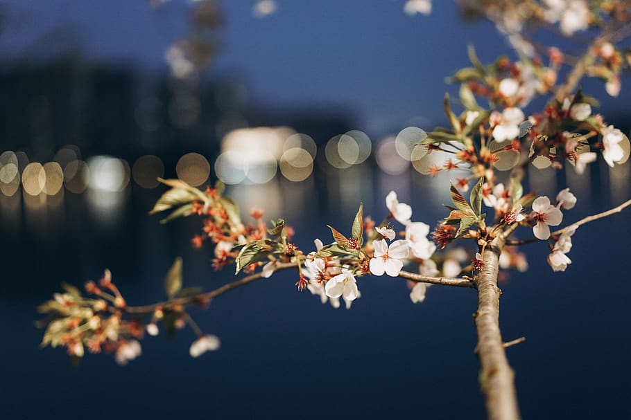 white flowers, plant, blossom, spring, light, flare, sprout, bud HD wallpaper