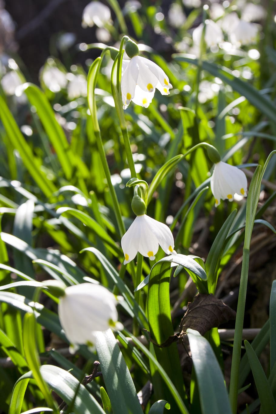 spring, snowdrops, white, plant, snowflake, flowers, flora HD wallpaper