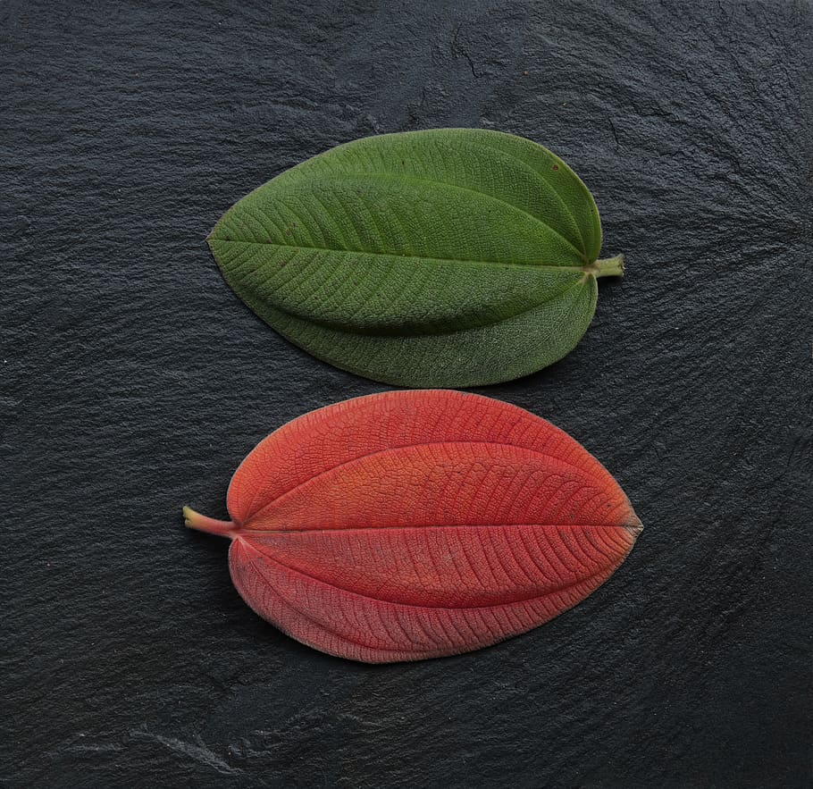 uruguay, montevideo, plant part, leaf, still life, high angle view HD wallpaper