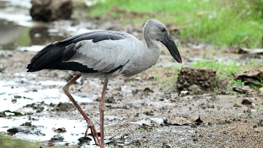 asian, openbill, stork, bird, avian, nature, feather, plumage HD wallpaper
