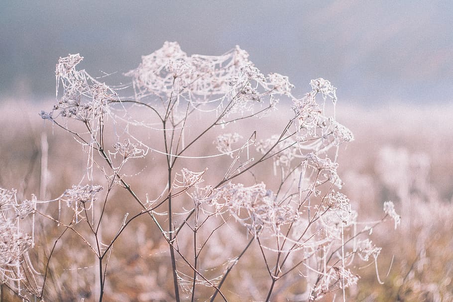 white-petaled flower, nature, ice, outdoors, snow, frost, winter HD wallpaper