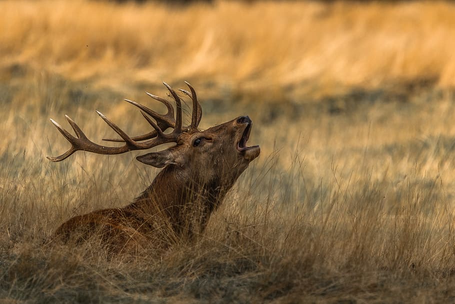 selective focus photo brown deer, animal, wildlife, elk, mammal, HD wallpaper