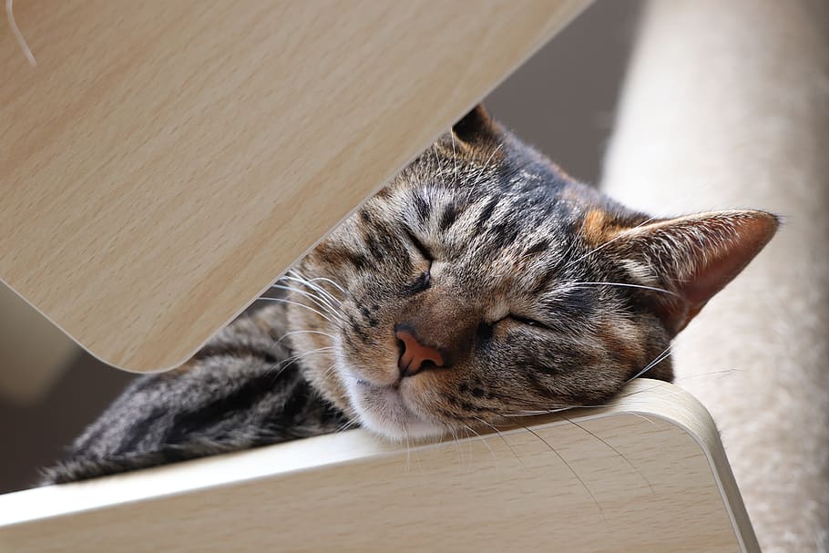 kijitora, cat, pet, and, sleep, hybrid, sleepy, animal, one animal HD wallpaper