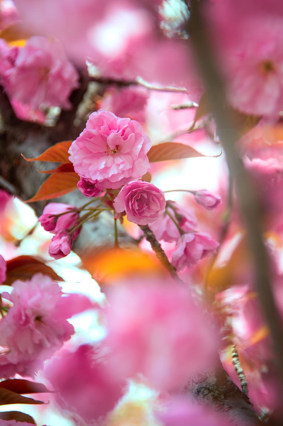 pink, japan cherry, flower, spring, fresh, wood, color, blooms at HD wallpaper