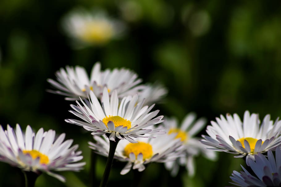 daisies, spring, nature, bloom, flora, beauty, close, colorful HD wallpaper