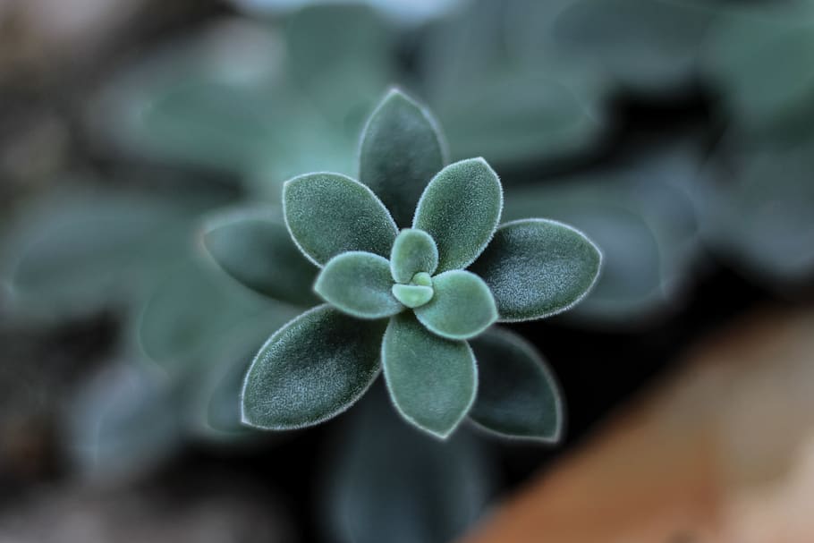 serbia, belgrade, plant, close-up, green color, beauty in nature HD wallpaper