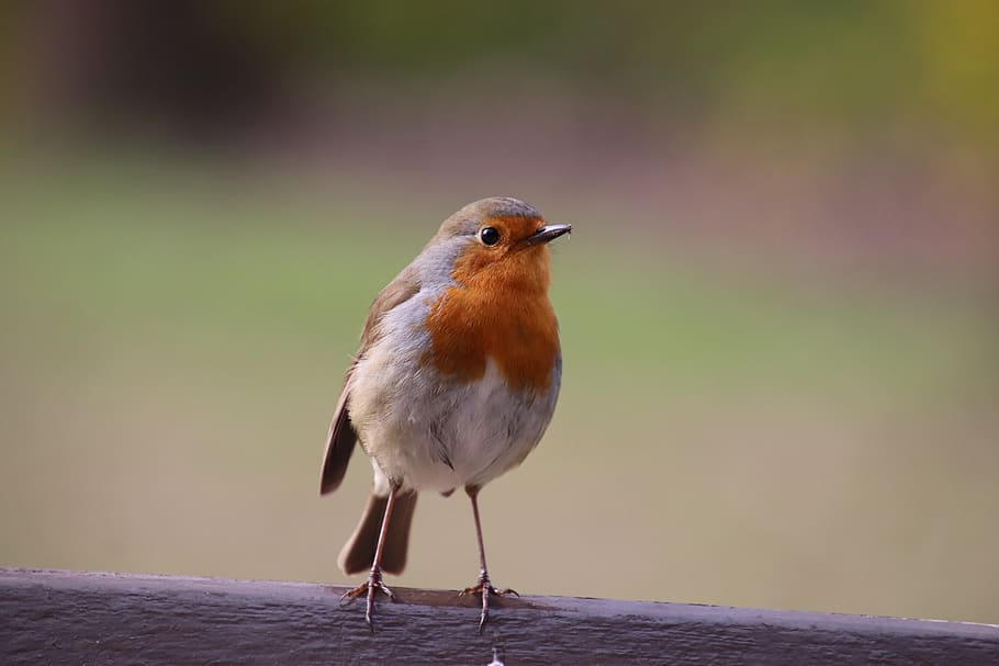 robin, birds, sparrows, nature, spring, cute, garden, orange HD wallpaper