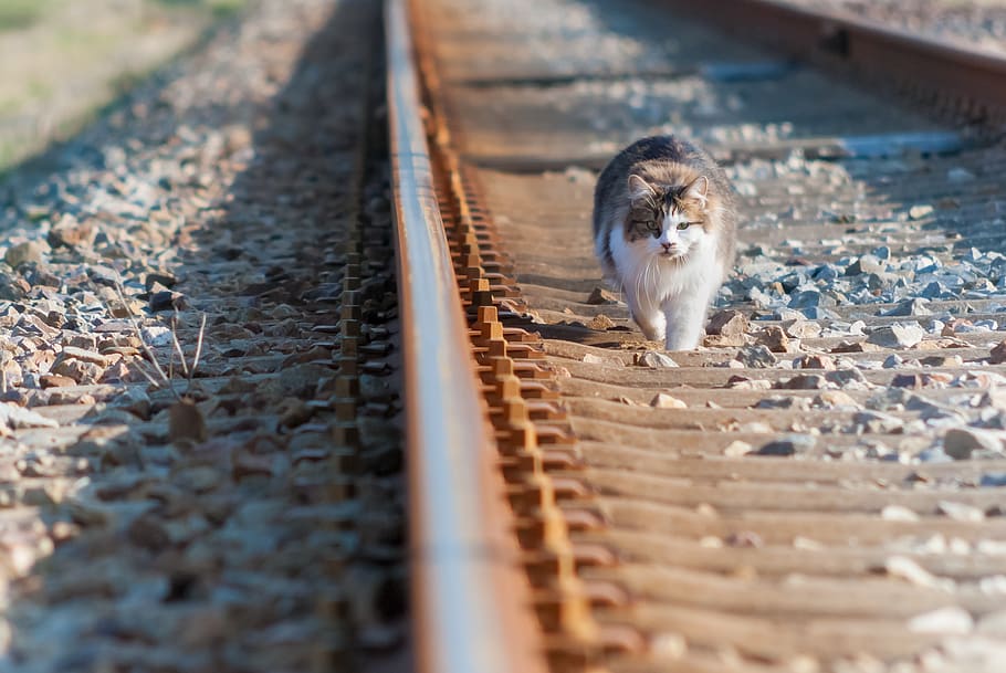 cat, rail, track, the rail, animal, steel, one animal, animal themes HD wallpaper